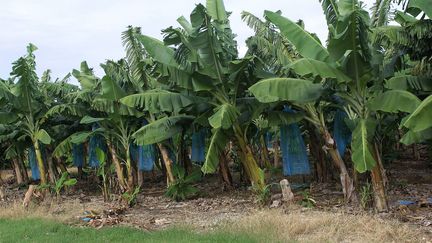 Une bananeraie en Guadeloupe.&nbsp; (CHRISTIAN WATIER / MAXPPP)