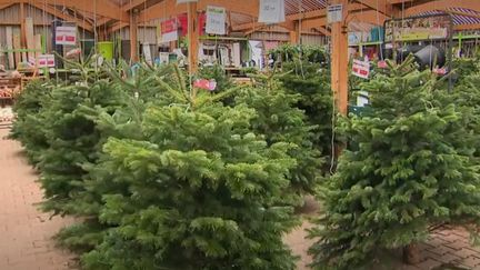 Réchauffement climatique : menace sur le sapin des Vosges