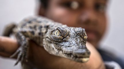 Il y a plus de 20 ans. M. Hassan a appris avec son père comment se procurer ces animaux emblématiques. Il raconte que les éleveurs suivent les femelles au sud du barrage d'Assouan et collectent leurs œufs.&nbsp; &nbsp; &nbsp; (KHALED DESOUKI/AFP)