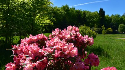 C'est le moment de planter vos rhododendrons (MAXPPP)