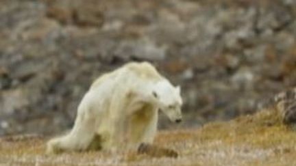 ours polaire agonie&nbsp; (France 3)