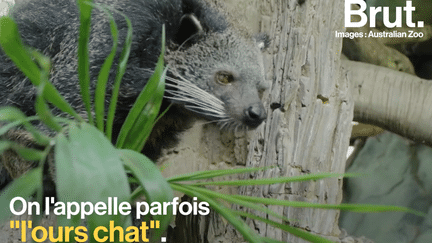 Espèce menacée : le binturong