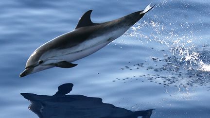 Cap Corse : un équilibre fragile