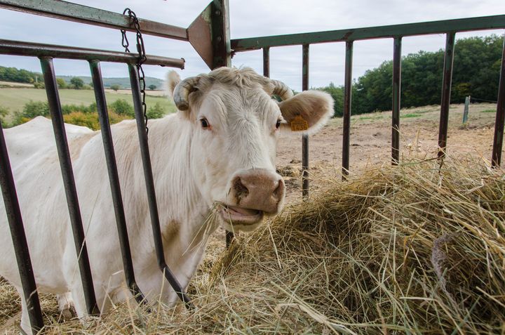 Une vache d'Henri Guillemot mange du fourrage, le 2 octobre 2018 à Toulon-sur-Arroux (Saône-et-Loire). (THOMAS BAÏETTO / FRANCEINFO)