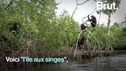 Des singes de laboratoire envoyés sur une île au Libéria puis abandonnés... Voici l'histoire derrière "l'île aux singes".