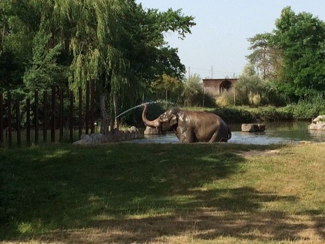 Les animaux du zoo le Pal tentent de se rafraîchir comme ils peuvent. (ARIANE GRIESSEL / RADIO FRANCE)