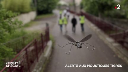 Alerte aux moustiques tigres (ENVOYE SPECIAL / FRANCE 2)