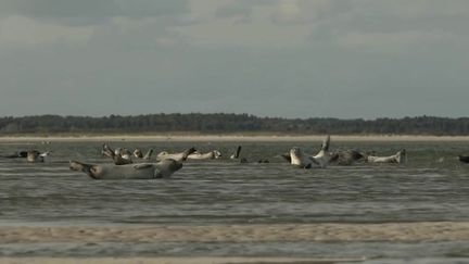 Somme : les phoques et les oiseaux migrateurs règnent sur la baie
