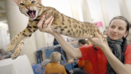 Un chat-l&eacute;opard est pr&eacute;sent&eacute; par sa ma&icirc;tresse lors du concours f&eacute;lin de Minsk (Bi&eacute;lorussie), le 8 mars 2014. (MAXPPP)