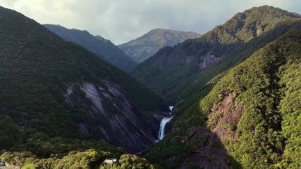 Japon : à la découverte de l’île de Yakushima, inscrite au patrimoine de l’UNESCO (France 2)