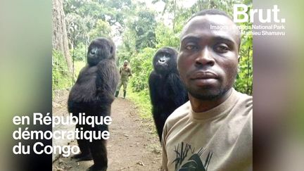 VIDEO. L'histoire derrière le célèbre selfie avec des gorilles (BRUT)