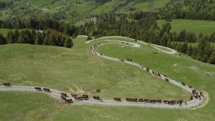 Haute-Savoie : l'heure de la transhumance pour les vaches laitières