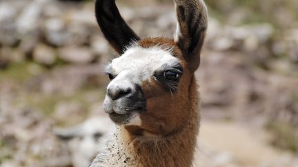 Des lamas ont &eacute;t&eacute; intercept&eacute;s dans l'Ain, en ao&ucirc;t 2015, apr&egrave;s deux semaines de cavale, raconte "Le Dauphin&eacute;". (JEAN-PIERRE DEGAS / HEMIS.FR / AFP)