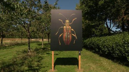 Portrait d'insecte réalisé par Levon Biss (France 3 Bretagne)