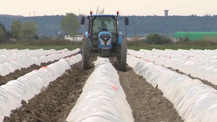 Vague de froid : dans le Gard, les récoltes menacées par les températures négatives