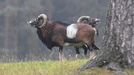 Le parc animalier de&nbsp;Merlet aux Houches (Haute Savoie) a perdu onze mouflons et trois bouquetins (photo d'illustration). (REINER BERNHARDT / PICTURE ALLIANCE)