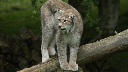 Un lynx dans le zoo de Thoiry (Yvelines), le 23 mai 2008. (JOEL SAGET / AFP)