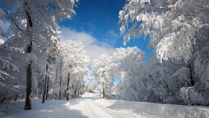 Les Vosges sous la neige (PHILIPPE SAINTE-LAUDY / GETTY IMAGES)