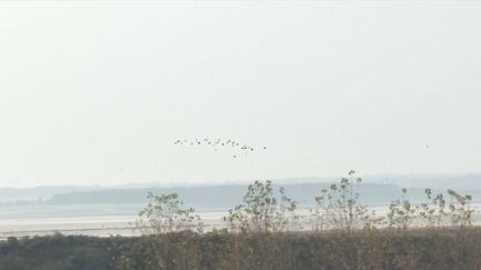 Biodiversité : observer les oiseaux migrateurs dans la baie de Somme