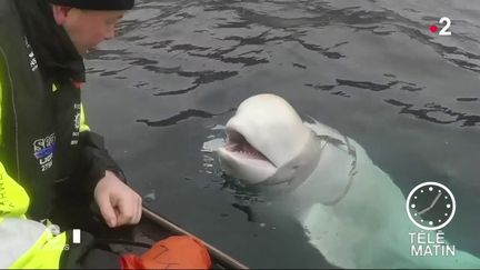 L'armée russe dresse-t-elle des baleines à des fins militaires ? Des pêcheurs norvégiens viennent de découvrir un béluga équipé d'un curieux harnais. (FRANCE 2)