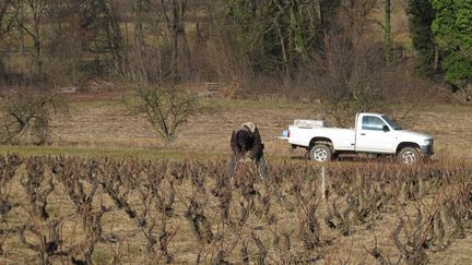 Un exploitant agricole taille les sarments de vigne pr&egrave;s de Beaujeu, o&ugrave; 70% des habitants ont vot&eacute; pour Nicolas Sarkozy en 2007. (SALOME LEGRAND / FVTI)