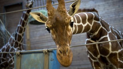 Marius, le girafon du zoo de Copenhague (Danemark), le 7 f&eacute;vrier 2014, deux jours avant son euthanasie controvers&eacute;e. (KELD NAVNTOFT / SCANPIX DENMARK / AFP)