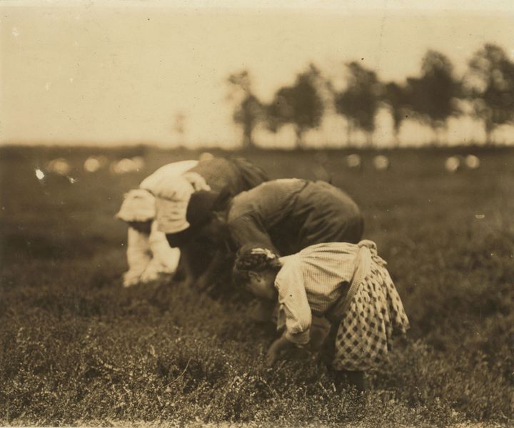 Lewis Wickes Hine, petites cueilleuses de canneberges : "Tenjeta Calone, Philadelphia, 10 years old. Been picking cranberries 4 years. White's Bog, Browns Mills, N.J. This is the fourth Week of school and the people here expect to remain two weeks mort. Sept. 28, 1910. Witness E.F. Brown. Location Browns Mills, New Jersey - Library of Congress, Prints &amp; Photographs Division, Washington DC
 ( Library of Congress, Prints &amp; Photographs Division, Washington DC)