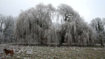 Près de Reims, le 1er janvier 2017. (Photo d'illustration) (FRANCOIS NASCIMBENI / AFP)