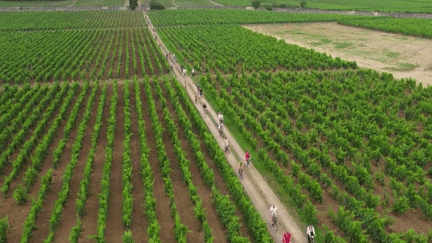 Loire : à la découverte des vignobles à vélo