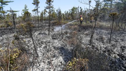 Un pompier tente d'éteindre un incendie à Barrington, dans le nord-est du Canada, le 1er juin 2023. (HANDOUT / NOVA SCOTIA GOVERNMENT / AFP)