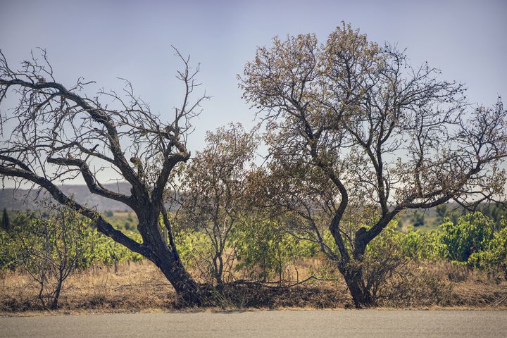 Un arbre a perdu ses feuilles, dans un champ à Portel-des-Corbières (Aude), le 2 août 2022.&nbsp; (IDRISS BIGOU-GILLES / HANS LUCAS / AFP)