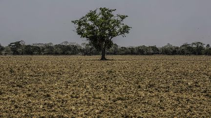 A field in San Marcos (Colombia), March 13, 2016. Northern Colombia has faced a severe drought due to the El Niño phenomenon.  (JOAQUIN SARMIENTO / AFP)