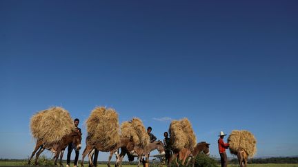 Comme dans le reste de l'Ethiopie, le travail de la terre occupe une grande place chez les Oromos, également producteurs de café. Mais la sécheresse et le surpâturage réduisent les rendements. L'outillage est quant à lui dépassé par les années. Peu d'agriculteurs produisent plus que ce qui est nécessaire à leur famille et sont maintenus dans la pauvreté. Ils attendent eux aussi du changement.  (TIKSA NEGERI / REUTERS)