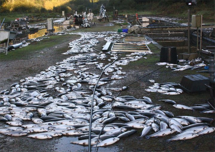 La pisciculture de Gérard, le 24 octobre 2010 dans le Finistère. (MAXPPP)