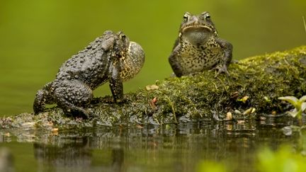 Couple de crapauds d'Amérique, Bufo americanus, à Victoria, dans le Minnesota. (STAN TEKIELA AUTHOR / NATURALIST / MOMENT RF / GETTY IMAGES)