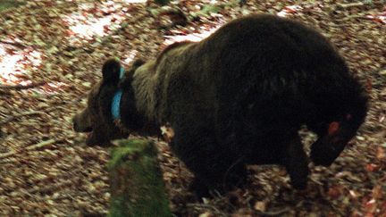 Lâcher de l'ours slovène Pyros, dans la forêt de Melles (Occitanie), le&nbsp;2 mai 1997 (archives). (SAUBI JEAN-JACQUES / MAXPPP)