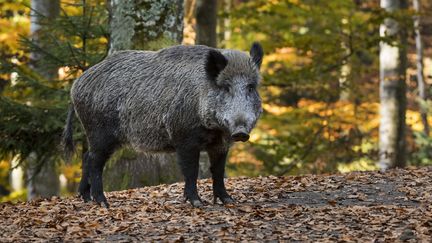 Le cochon Mangalitza, une race d'exception