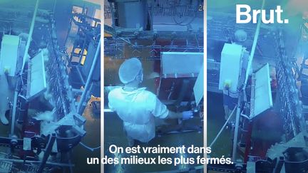 VIDEO. Des caméras pour limiter la souffrance animale dans les abattoirs (BRUT)