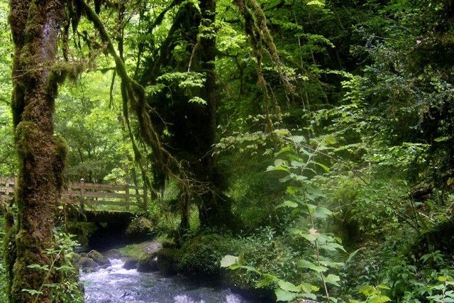 Randonnée à Asque, à travers sa forêt surnommée "La Petite Amazonie" (Office de tourisme des Hautes-Pyrénées)