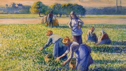 "La Cueillette des Pois" de Camille Pissarro (1887) (DOMAINE PUBLIC)