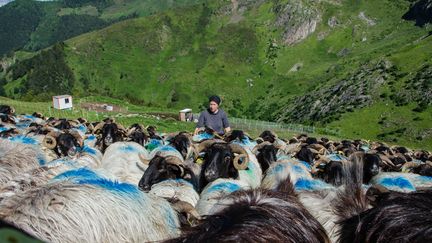 La bergère Élise Thébault, le 17 juillet 2018 à Etsaut (Aquitaine). (THOMAS BAIETTO / FRANCEINFO)