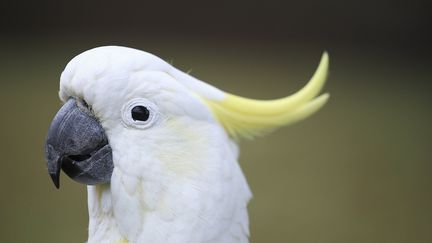 Un cacatoès à huppe jaune.&nbsp; (LEEMAGE / AFP)