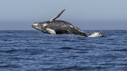 Une baleine à bosse dans l'océan Pacifique, au large de la ville de Los Cabos (Mexique), le 14 mars 2018.&nbsp; (FERNANDO CASTILLO / AFP)