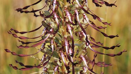 &nbsp; (Himantoglossum hircinum © Jean-Marie Nadeau - RADIO FRANCE)