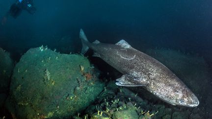 Le requin du Groenland est le plus gros poisson à voir le jour dans les eaux arctiques. (GHISLAIN BARDOUT / UNDER THE POLE / AFP)