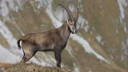 Les bouquetins&nbsp;du Bargy sont soup&ccedil;onn&eacute;s de transmettre le virus de la brucellose aux vaches laiti&egrave;res du massif. (OLIVIER BORN / BIOSPHOTO / AFP)