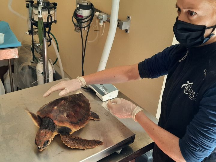 Laura Pirredu, la directrice du Centre de récupération des animaux marins en Sardaigne, soigne une tortue marine, en avril 2021. (BRUCE DE GALZAIN / RADIO FRANCE)