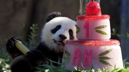 La panda Huanlili fête ses un an au zoo de Beauval à Saint-Aignan (Loir-et-Cher), le 2 août 2022. (GUILLAUME SOUVANT / AFP)