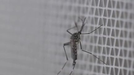 Y a-t-il un cas de contamination de dengue près de Biscarrosse dans les Landes ?&nbsp;Le malade se porte bien, samedi 22 octobre, mais son cas est inédit.&nbsp;Des analyses sont en cours et des opérations de&nbsp;démoustication&nbsp;sont organisées pour éviter la propagation des moustiques&nbsp;tigre. (FRANCE 3)