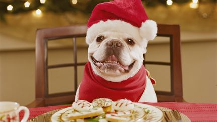 La moiti&eacute; des propri&eacute;taires de chiens am&eacute;ricains font un cadeau &agrave; leur animal &agrave; No&euml;l.&nbsp; ( GETTY IMAGES )